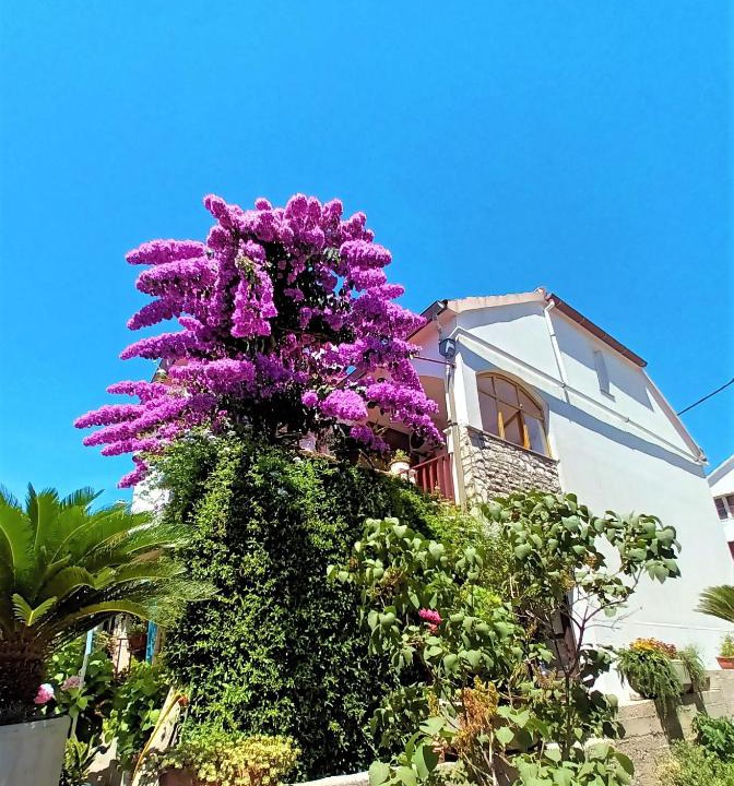 Island Dugi Otok Apartment | Apartman Nada