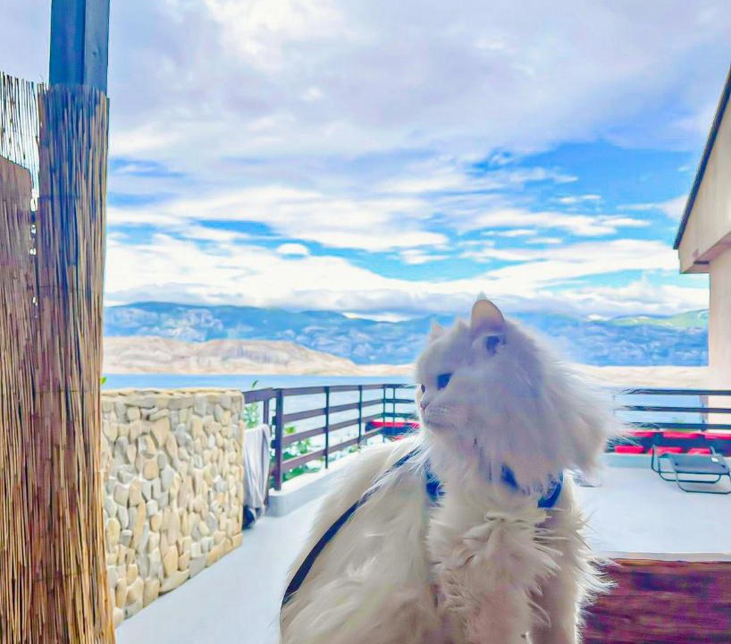 Bosana Apartment | Mila's Pet Friendly Holiday House Heated Huge Terrace BBQ