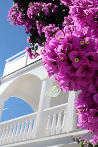 Veli Iz Apartment | Villa Maris app 1