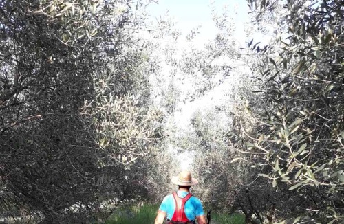 Piran Apartment | Discover nature's symphony, taste our own produced organic olive oil and wine.