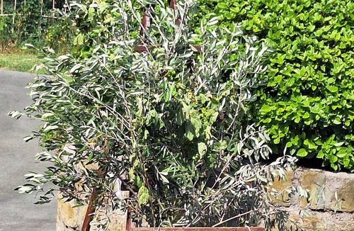 Piran Apartment | Discover nature's symphony, taste our own produced organic olive oil and wine.