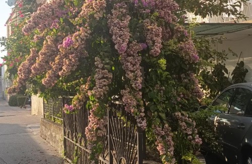 Bili brig House | Guest house Milic