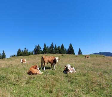 Luce House | Koča Lipa pod Veliko planino