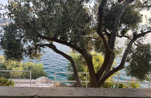 Komarna Apartment | Olive Tree Apartment