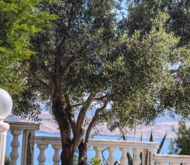 Cesarica Apartment | Villa Lilly 2
