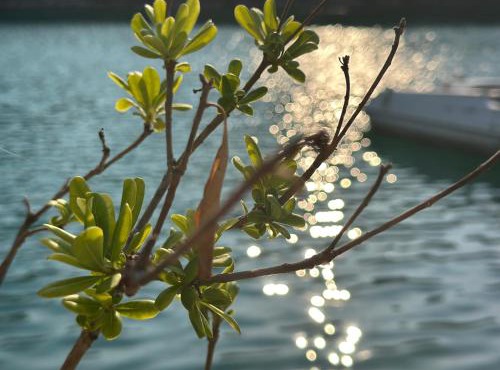 Echoes of Mljet - Odjeci Mljeta in Sobra