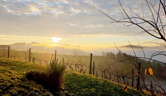 Gold Wine Estate
