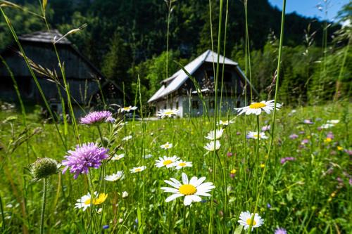 Guhar Homestead - Triglav Valley Retreat