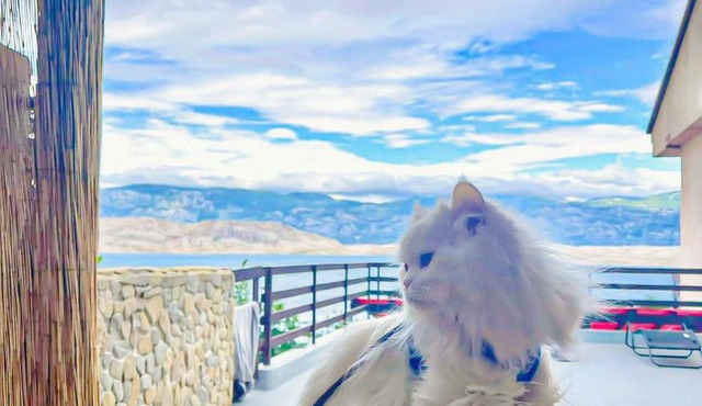 Mila's Pet Friendly Holiday House in Pag