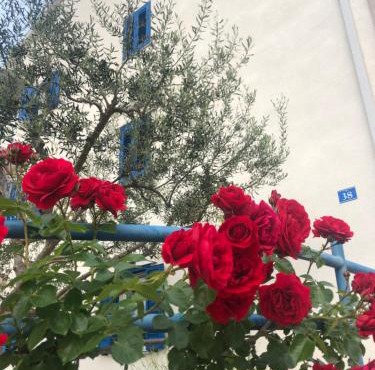Olive Tree Apartments in Umag
