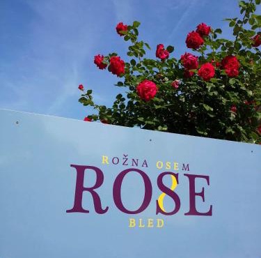 Rose 8 Bled in Bled