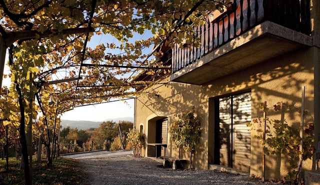 Vineyard Cottage Brodaric