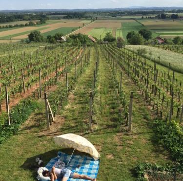 Vineyard Living