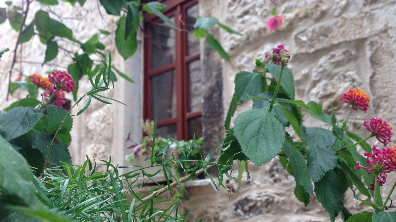 Photo of Others in Hvar Old Town