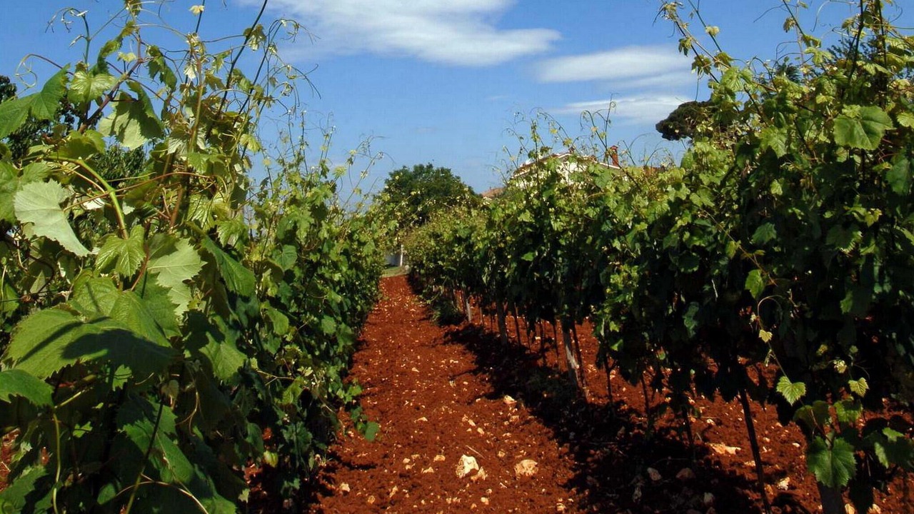 Photo of Outdoor in Markovac