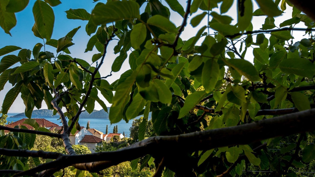 Photo of Outdoor in Trsteno