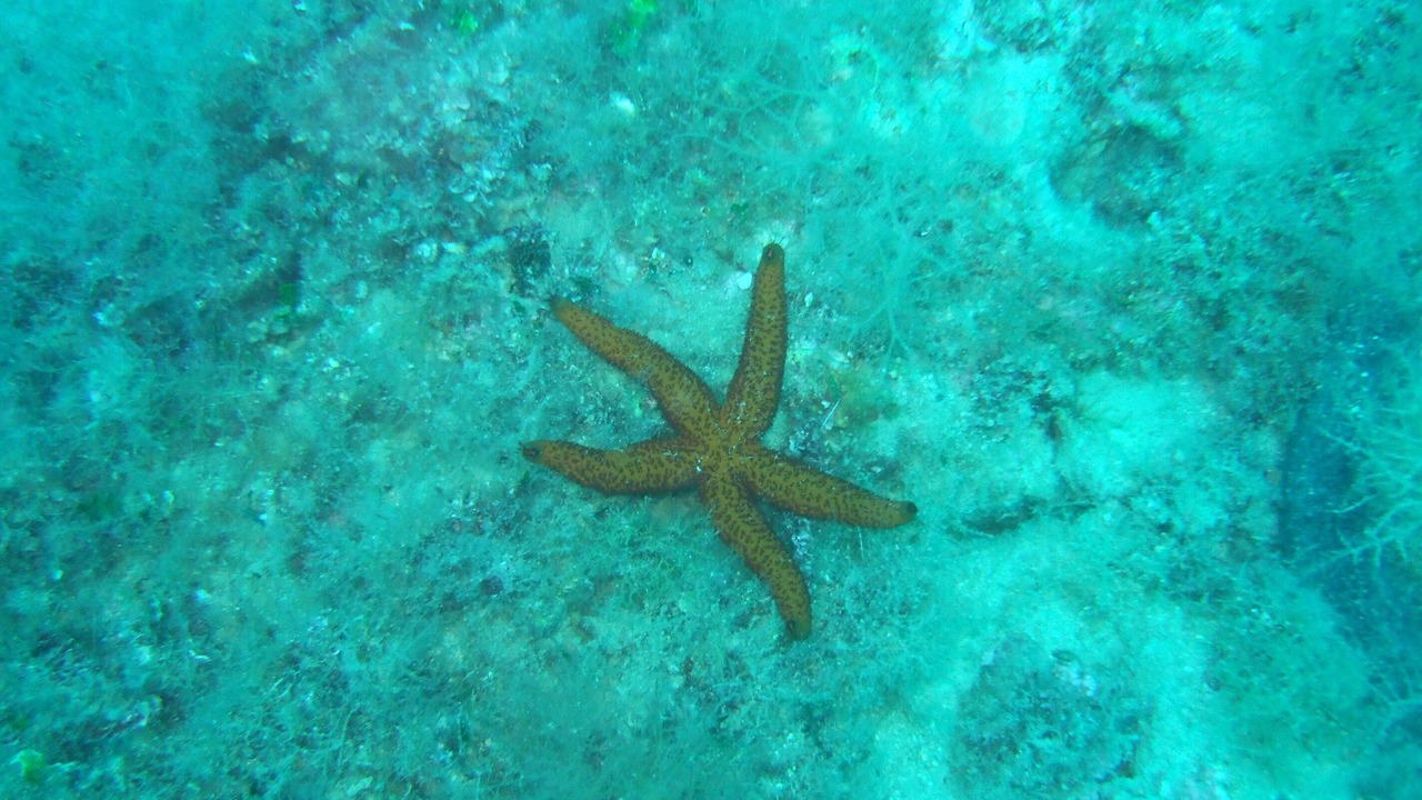 Photo of Outdoor in Medulin