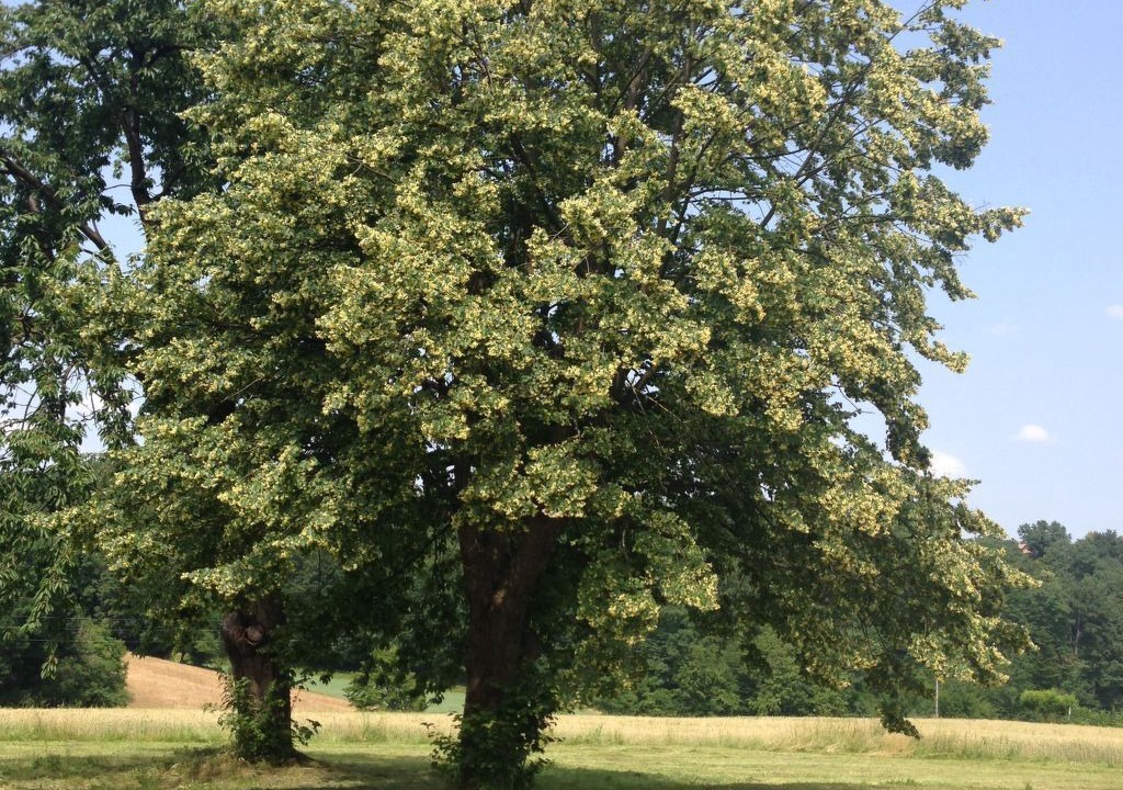 Photo of Others in Ljutomer