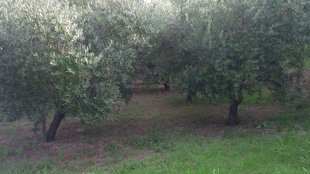 Photo of Others in Portoroz