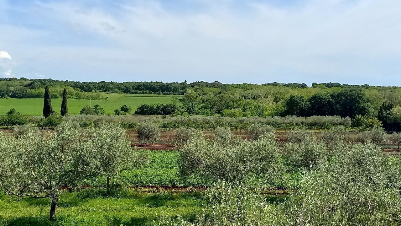 Photo of Others in Savudrija