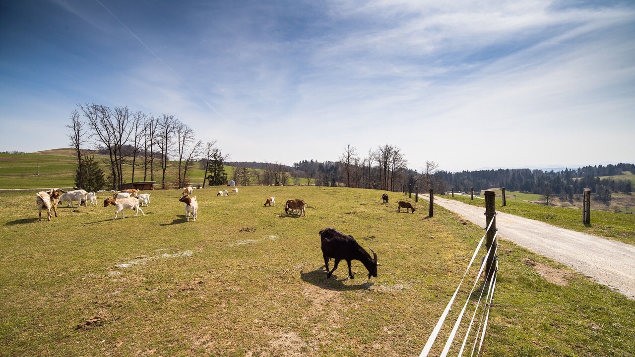 Photo of Others in Ivancna Gorica