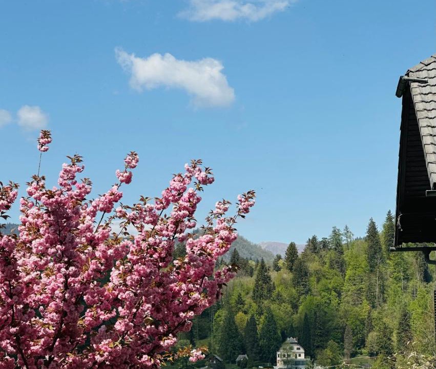 Photo of Others in Bled