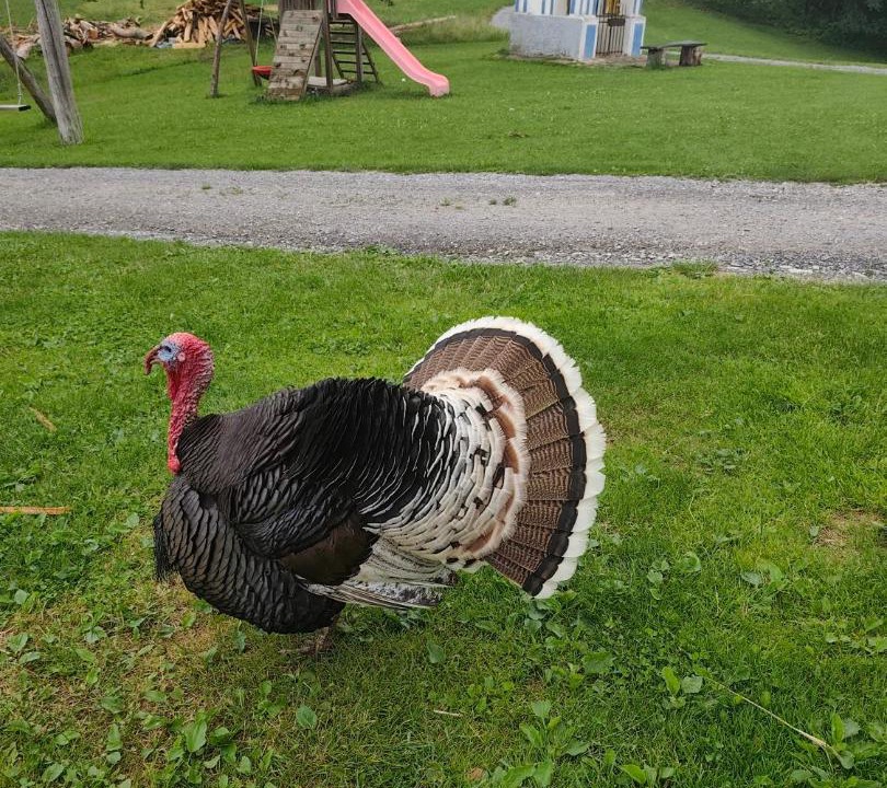 Photo of Others in Hrastnik