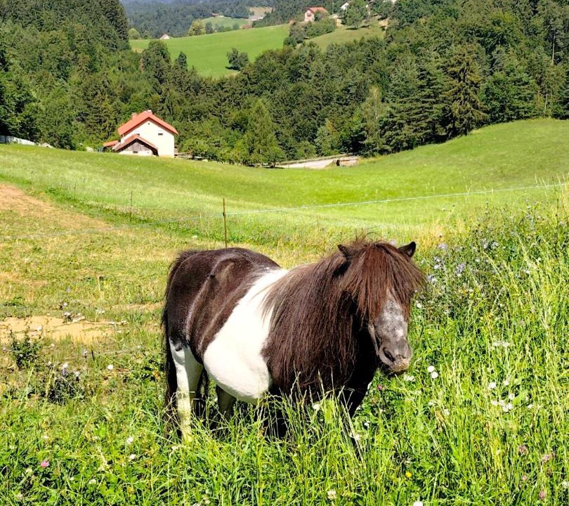Photo of Others in Hrastnik