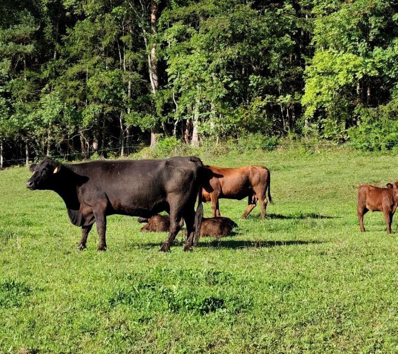 Photo of Others in Hrastnik
