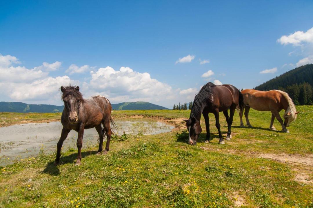 Photo of Others in Varpolje