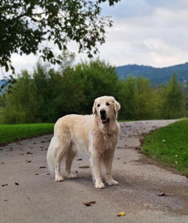 Photo of Others in Postojna