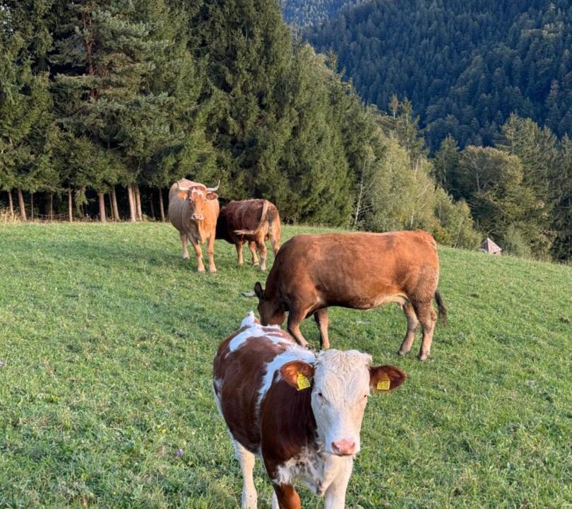 Photo of Others in Zrece