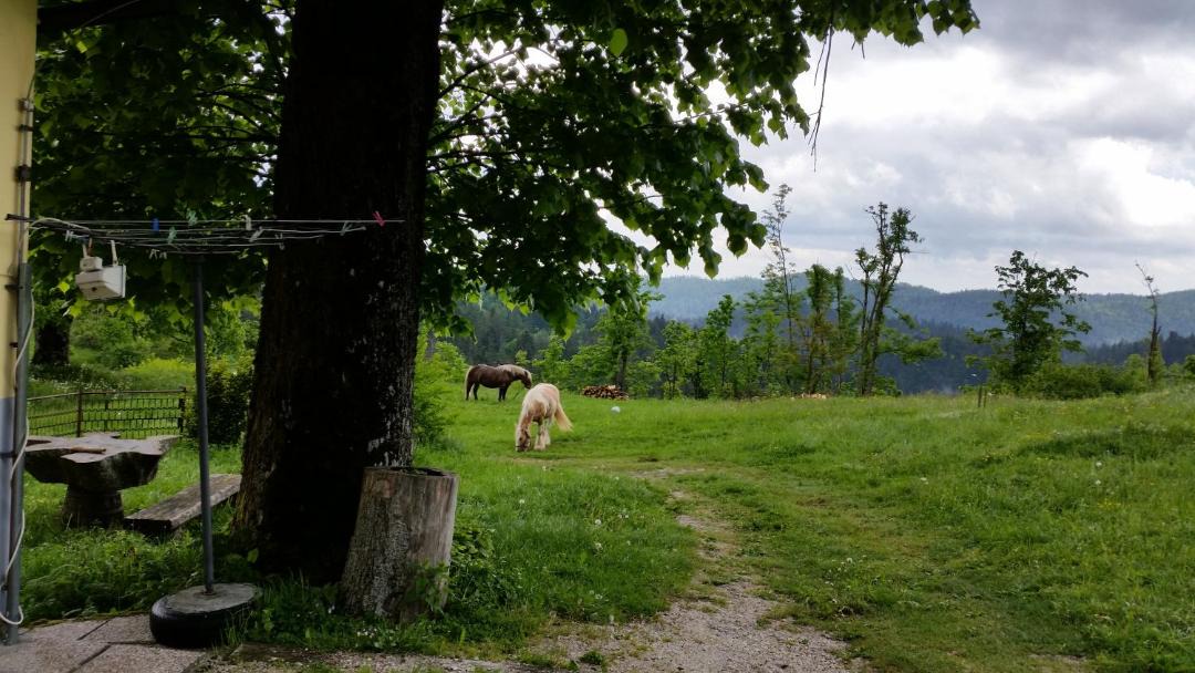 Photo of Others in Predjama