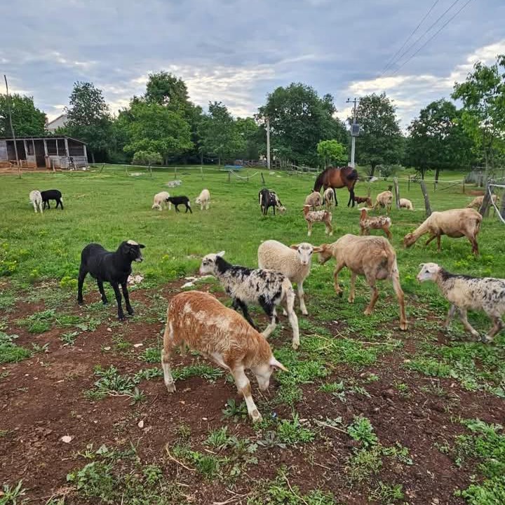 Photo of Others in Martinski