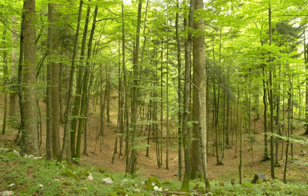 Photo of Others in Brod Moravice