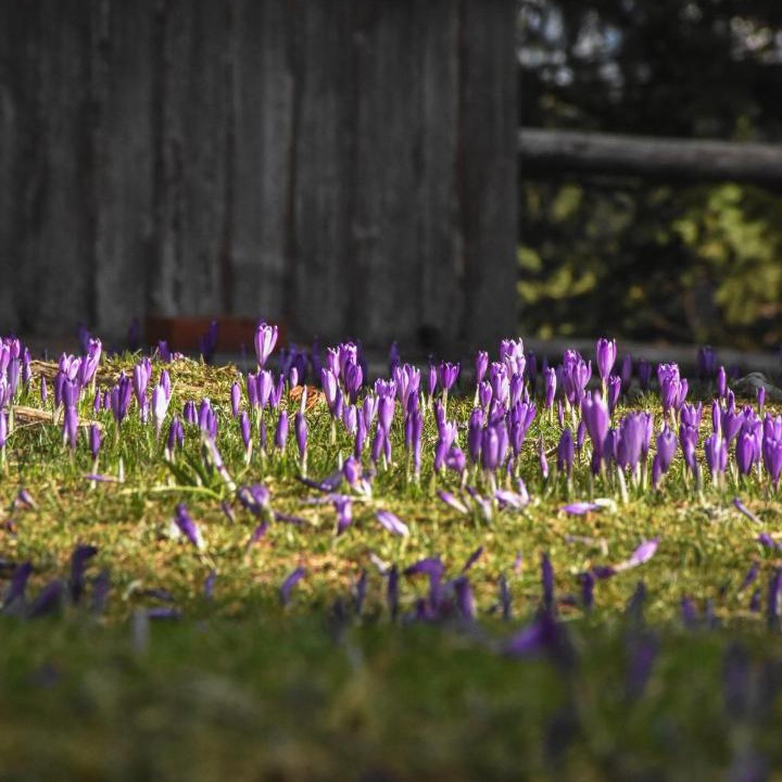 Photo of Others in Kamnik