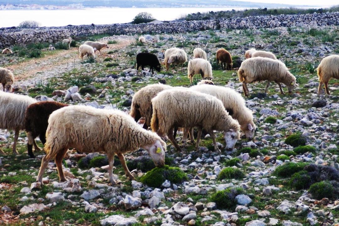 Photo of Others in Povljana