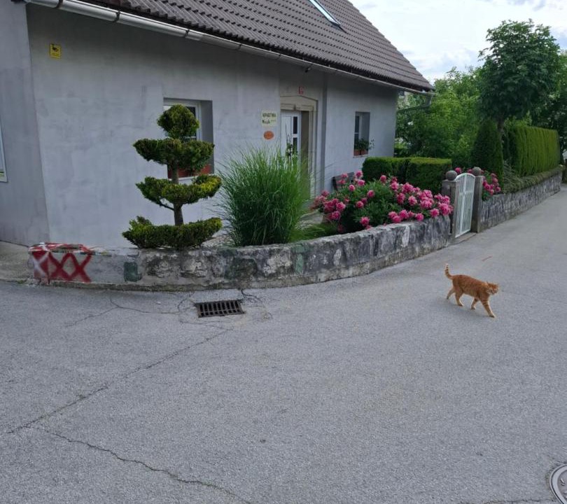 Photo of Others in Gorje