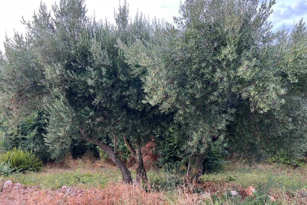 Photo of Others in Viskovici
