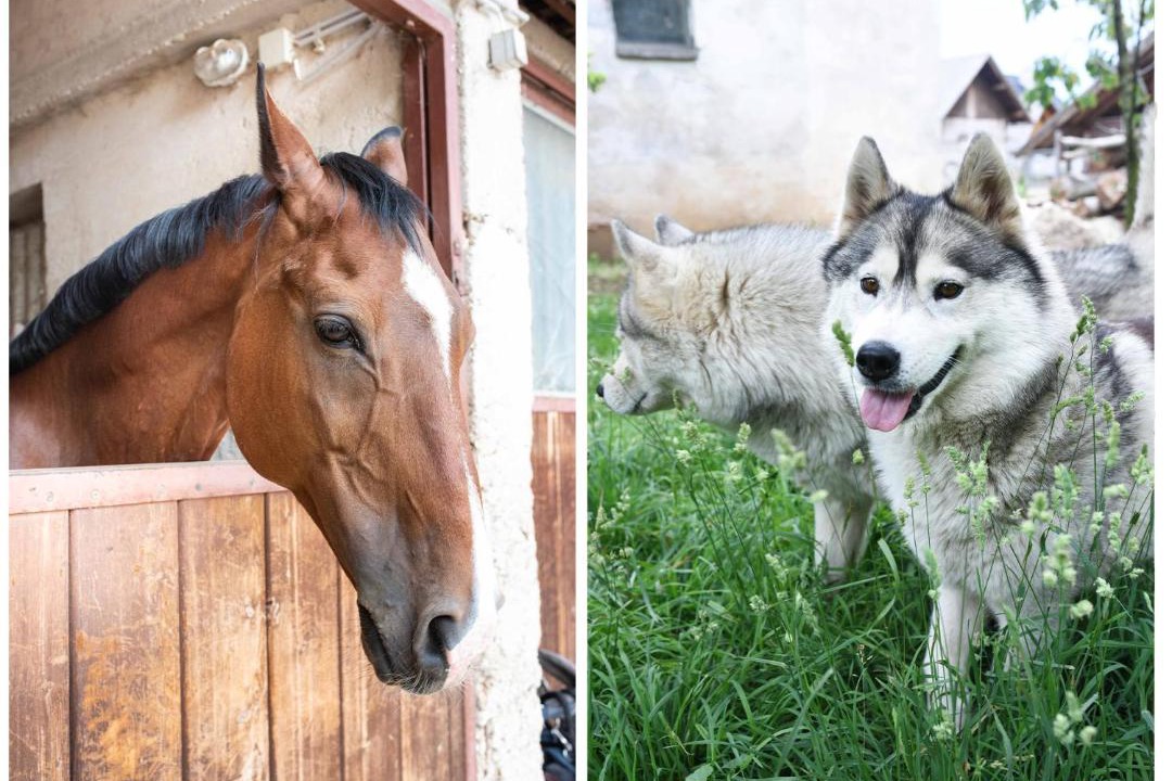 Photo of Others in Zirovnica