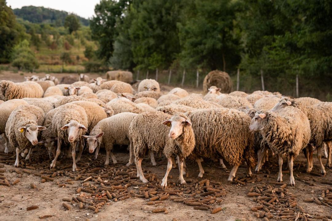 Photo of Others in Pleternica