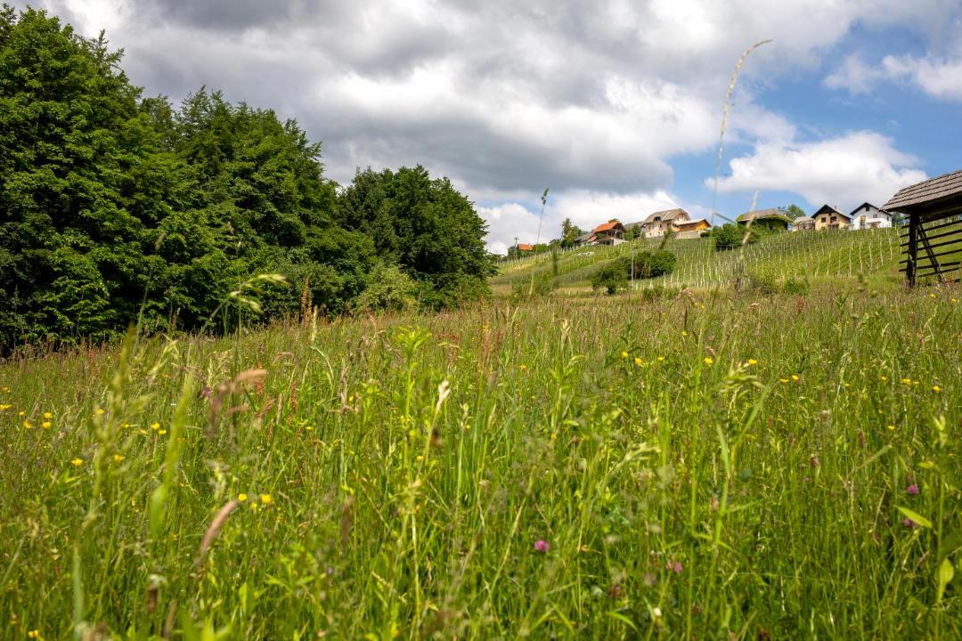 Photo of Others in Trebnje