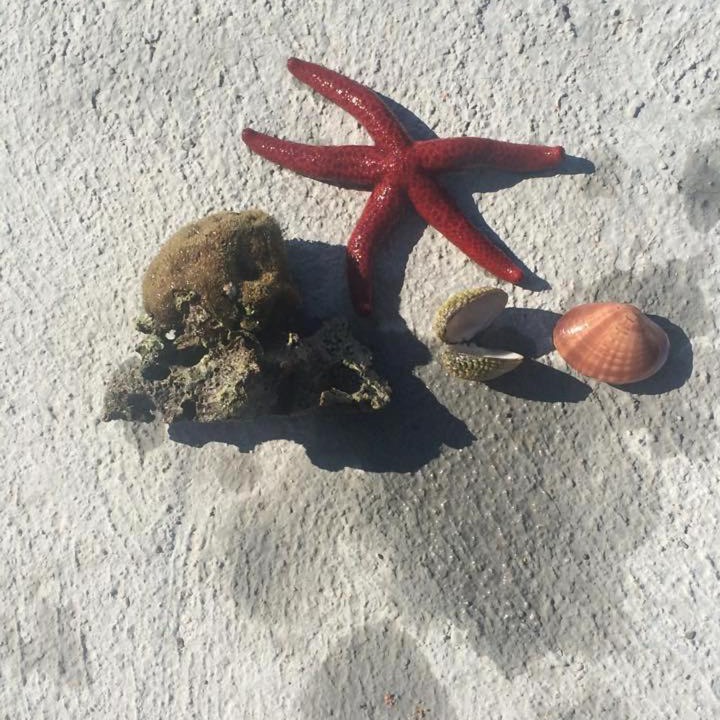 Photo of Others in Suha Punta
