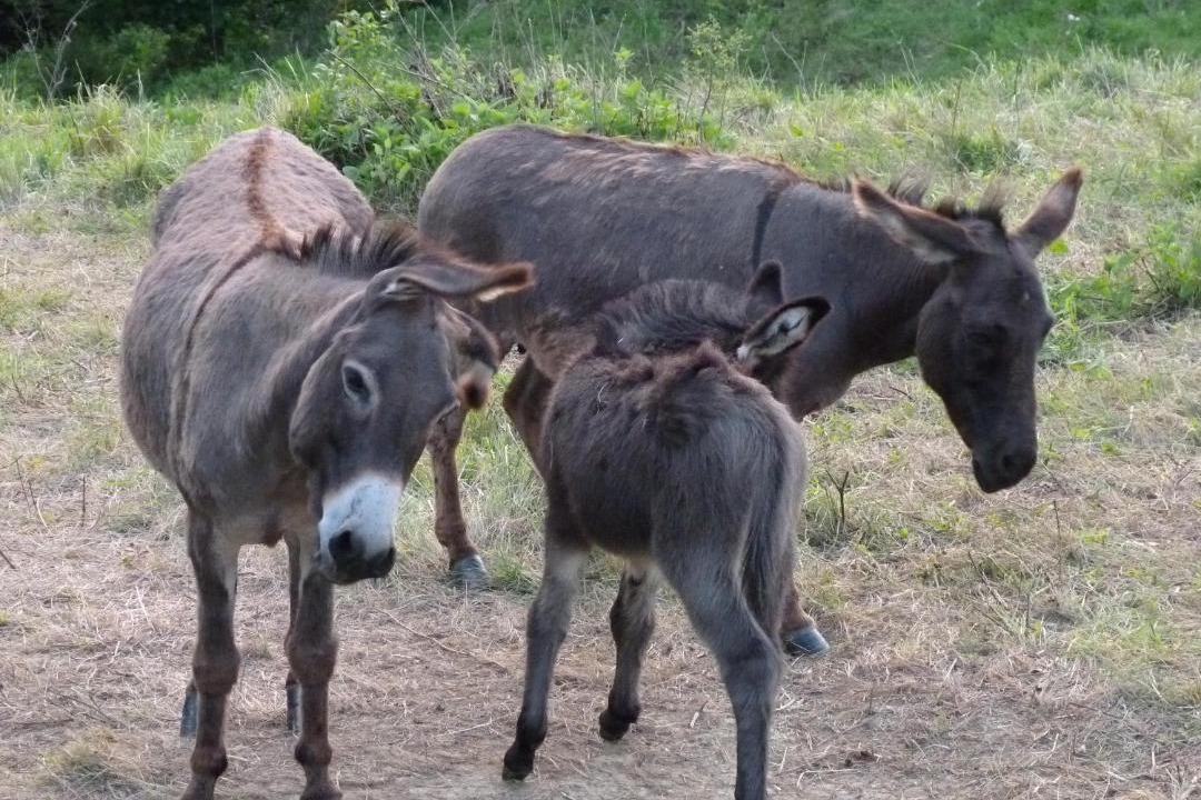 Photo of Others in Kamence
