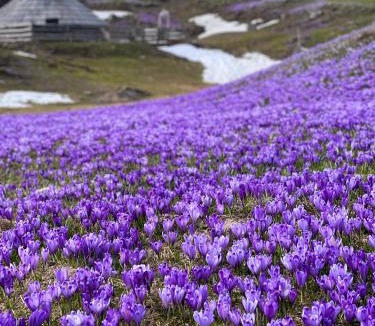 Kamnik Ski Chalet | Velika planina - Chalet Stane - Alps
