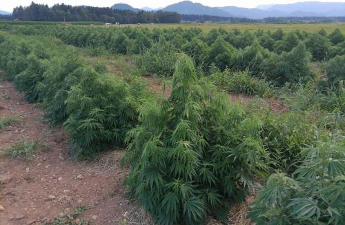 Kranj Other | Hemp farm paradise near Bled and Ljubljana