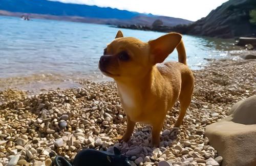 Bosana Apartment | Mila's Pet Friendly Holiday House